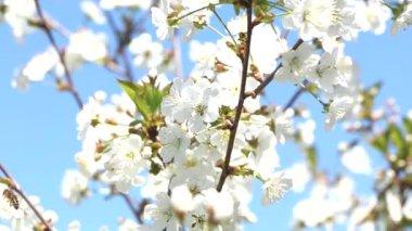 Mavi gökyüzüne karşı çiçek açan kiraz ağacı. Mavi arka planda güzel beyaz çiçekler.