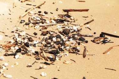 Fırtınadan sonra sahilde deniz kabukları. Kumlu deniz kıyısı fırtınadan sonra deniz ürünleriyle doludur..