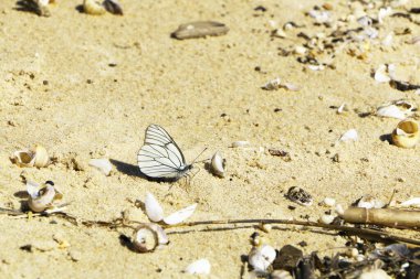Kumsaldaki kelebek. Fırtınadan sonra sahilde deniz kabukları. Fırtınadan sonra kumlu deniz kıyısı deniz ürünleriyle doludur..