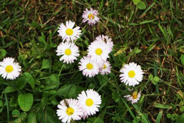 Yeşil yaz çimlerinde beyaz papatyalar. Orman çayırındaki güzel papatyalar tıbbi çay gibi..