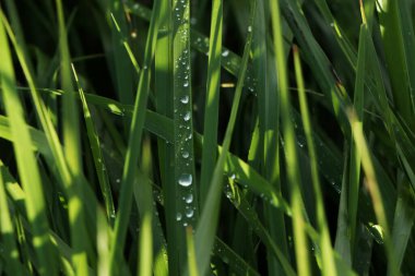 Sulu yeşil çimlerin üzerine yağmur üstüne su damlaları. Sabahın erken saatlerinde çimlere çiğ damlaları düşer..