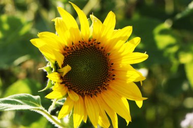 Mavi gökyüzüne karşı büyük ayçiçekleri. Duvar kağıdı arkaplanı olarak ayçiçeklerini kapat.
