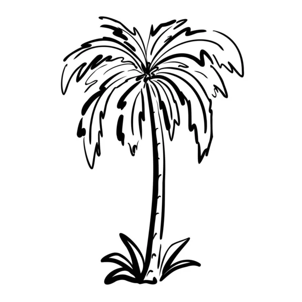 Palmboom Silhouet Geïsoleerd Witte Achtergrond Gestileerde Tropische Boomschets Vector Illustratie — Stockvector