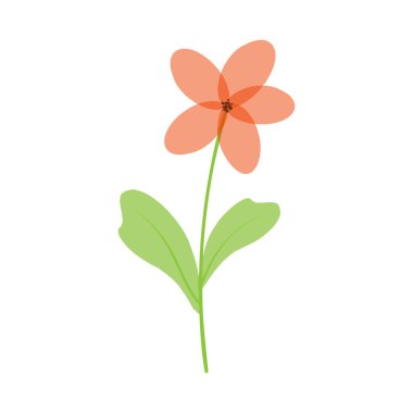 Narin, güzel bir çiçek. Beyaz arka planda kırmızı papatya çayı. Şirin yabani çiçek. Vektör illüstrasyonu.