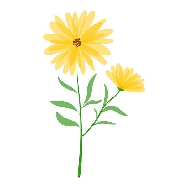 Beautiful delicate flower. Yellow chamomile on a white background. Cute field daisy. Vector illustration.