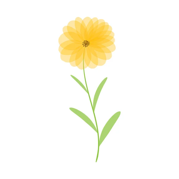 Beautiful delicate flower. Yellow chamomile on a white background. Cute field daisy. Vector illustration.