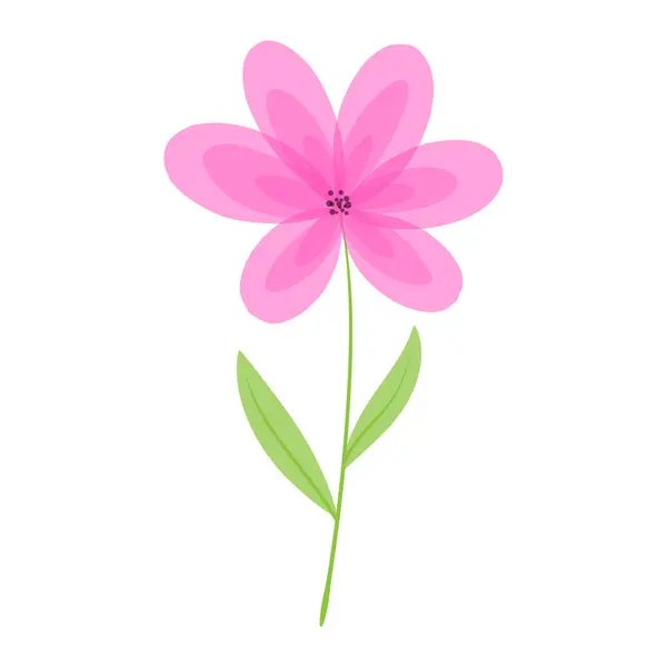 Delicate beautiful flower. Pink chamomile on a white background. Cute wild flower. Vector illustration.