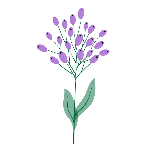 Stängel Mit Violetten Beeren Pflanzen Wilde Blume Isoliert Auf Weißem — Stockvektor