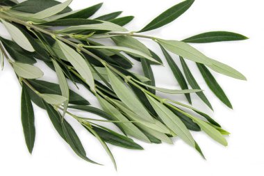 Beyaz arkaplanda taze zeytin dalı.