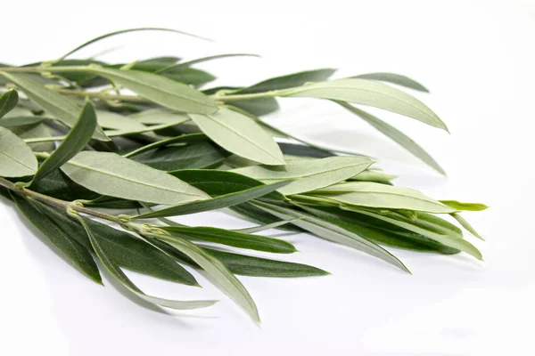 Fresh Olive Branch White Background Close — Stock Photo, Image