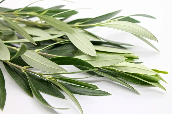 Fresh Olive Branch White Background Close — Stock Photo, Image