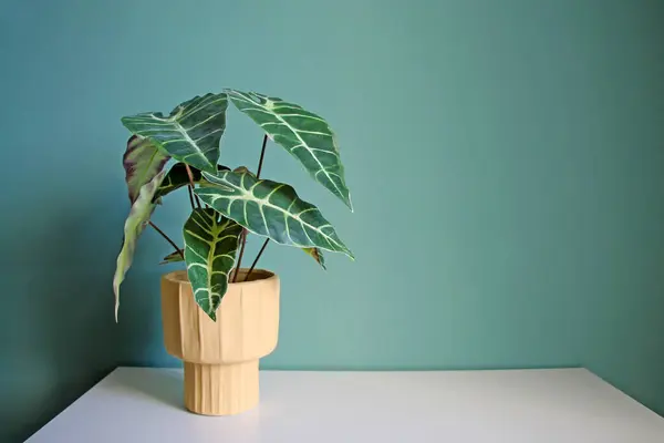 Plante Artificielle Maison Sur Une Table Blanche Espace Pour Votre Images De Stock Libres De Droits