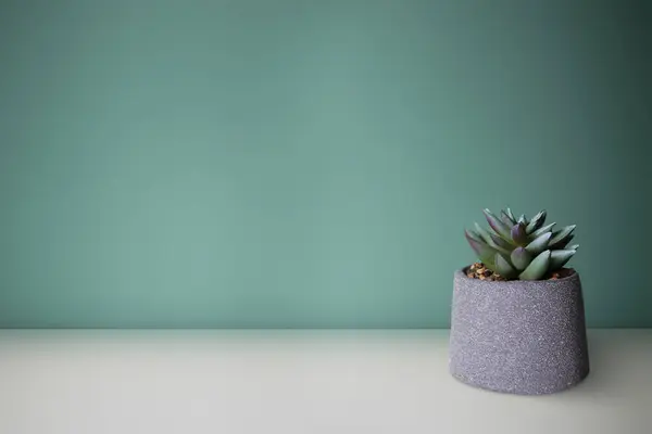 Artificial Succulent Flower White Table Space Your Text Royalty Free Stock Images