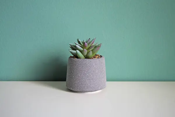Artificial Succulent Flower White Table Space Your Text Stock Picture