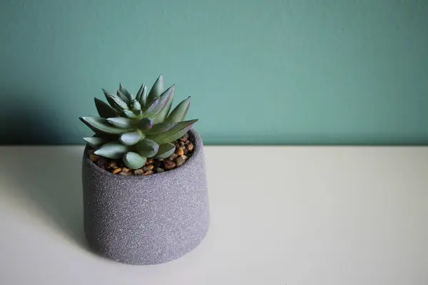 Artificial Succulent Flower White Table Space Your Text Stock Photo