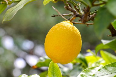 Bahçede yetişen olgun limon meyveleri..