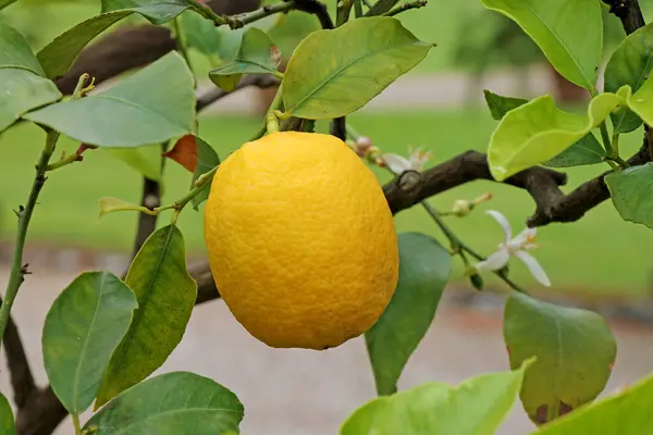 Frutas Maduras Limón Que Crecen Jardín Cerca Imágenes de stock libres de derechos