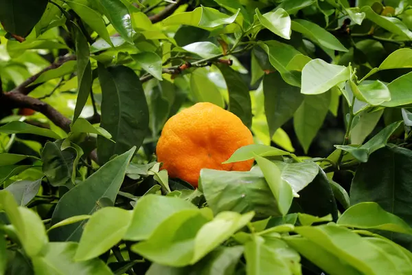 Fruta Tangerina Entre Folhas Verdes Crescendo Jardim Close Imagens Royalty-Free