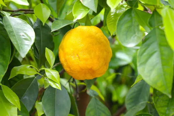 在花园里种植的Bergamot水果特写 图库图片