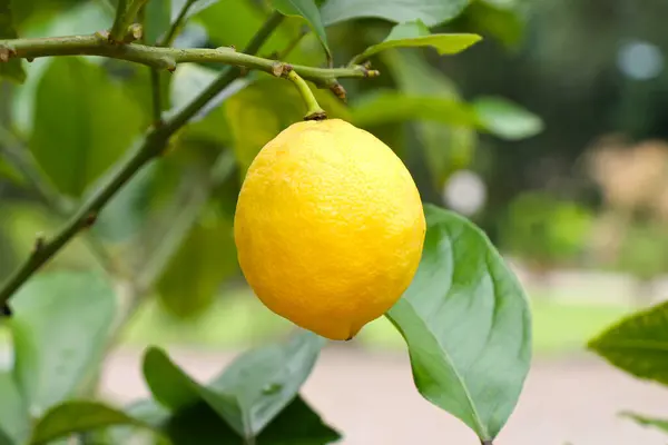 Ripe Lemon Fruits Growing Garden Close Stock Image