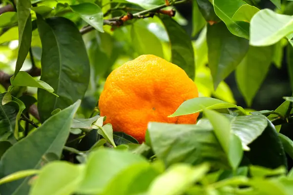 Fruto Mandarina Entre Hojas Verdes Que Crecen Jardín Cerca Fotos de stock