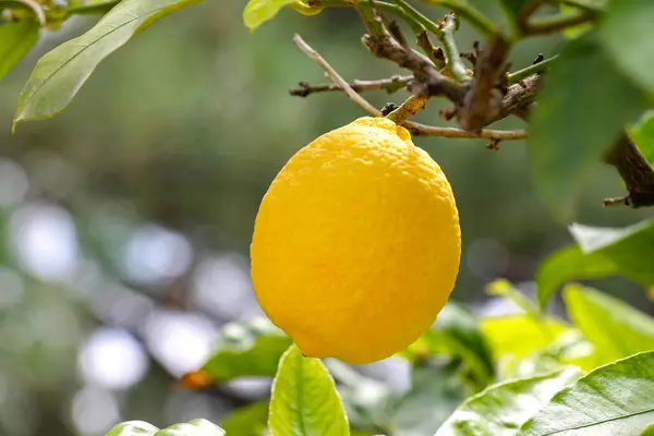 在花园里种植成熟的柠檬果 图库图片