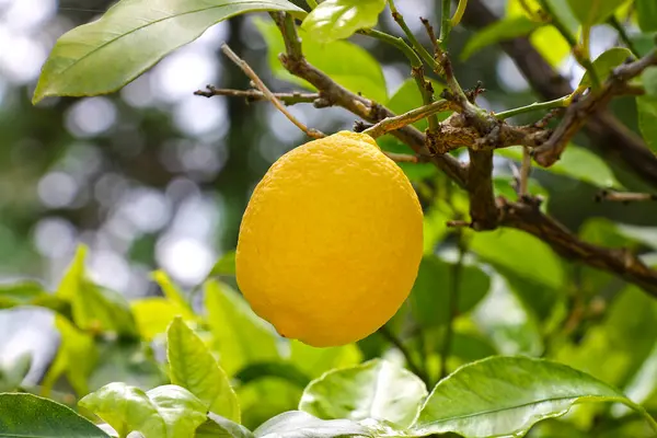 Reife Zitronenfrüchte Die Garten Aus Nächster Nähe Wachsen Stockfoto