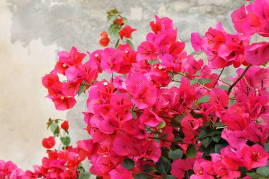 Duvar arkasındaki Bougainvillea çiçekleri yakın plan.