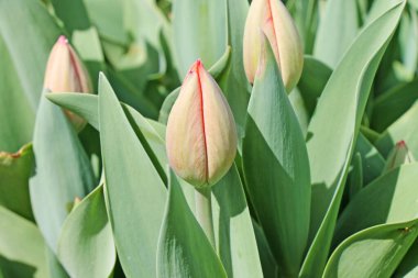 Close up of unblown tulips at flower farm. clipart