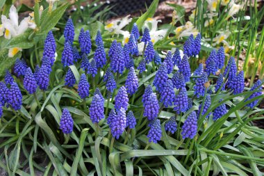 Süslü bir bahçede muscari latifolia manzarası..