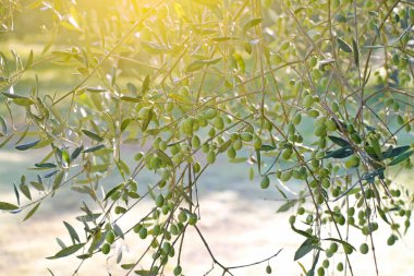 Bahçede büyüyen yeşil zeytinli zeytin dalları güneş ışığı altında yakın plan.