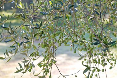 Bahçede yetişen yeşil zeytinli zeytin dalları.