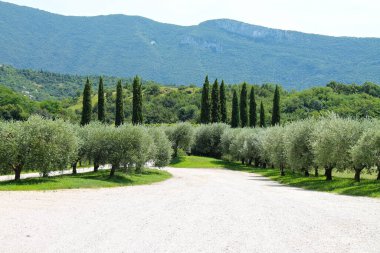 İtalya 'nın Trentino bölgesinde zeytin ağaçları ve selvi ağaçları arasında çakıl yolu.