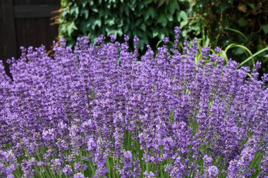 Lavanta tarlasının yakın plan görüntüsü. Lavandula angustifolia bahçede yetişiyor..