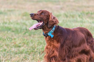 Parktaki neşeli İrlandalı Setter