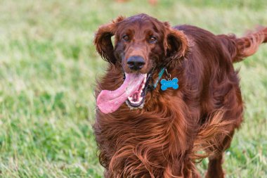 Parktaki neşeli İrlandalı Setter