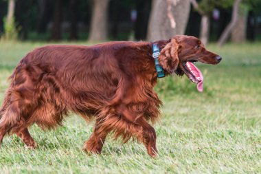 Parktaki neşeli İrlandalı Setter