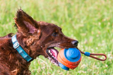 Parktaki neşeli İrlandalı Setter