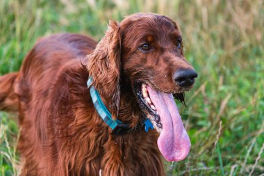 Parktaki neşeli İrlandalı Setter
