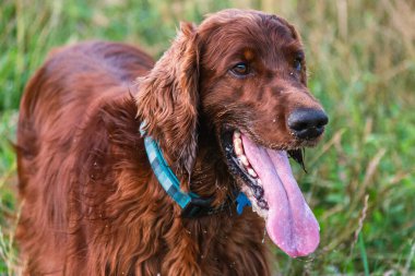 Parktaki neşeli İrlandalı Setter