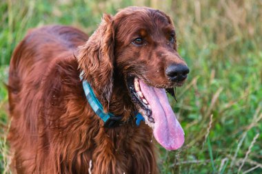 Parktaki neşeli İrlandalı Setter