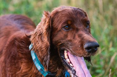Parktaki neşeli İrlandalı Setter
