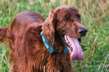 Parktaki neşeli İrlandalı Setter