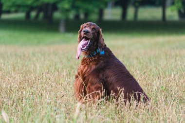 Parktaki neşeli İrlandalı Setter