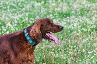 Parktaki neşeli İrlandalı Setter