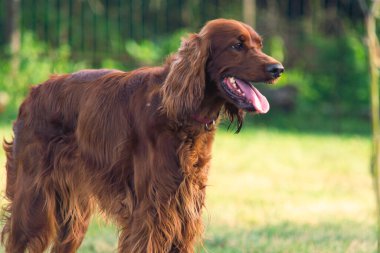 Parktaki neşeli İrlandalı Setter