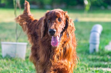 Parktaki neşeli İrlandalı Setter