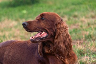 Parktaki neşeli İrlandalı Setter