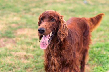 Parktaki neşeli İrlandalı Setter