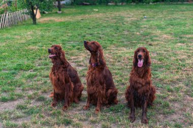 Parktaki neşeli İrlandalı Setter